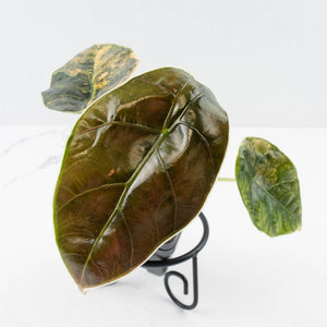 Alocasia 'Azlanii' Aurea Variegated (wk36-L234)