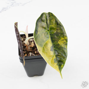 Alocasia 'Azlanii' Aurea Variegated (wk39-L301)