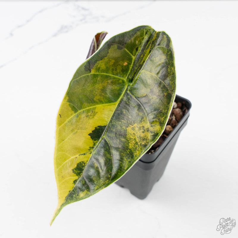 Alocasia 'Azlanii' Aurea Variegated (wk39-L301)