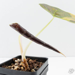 Alocasia 'Azlanii' Aurea Variegated (wk39-L301)