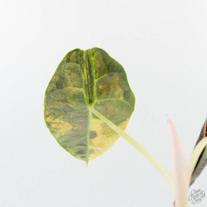 Alocasia 'Azlanii' Aurea Variegated (wk39-L301)