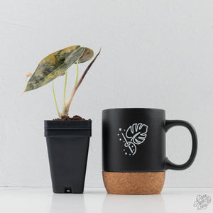 Alocasia 'Azlanii' Aurea Variegated (wk42-L364)