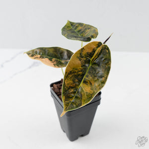 Alocasia 'Azlanii' Aurea Variegated (wk42-L364)