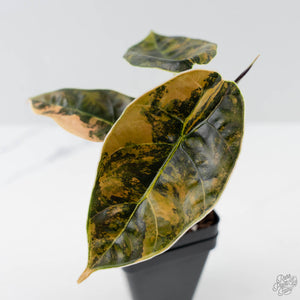 Alocasia 'Azlanii' Aurea Variegated (wk42-L364)