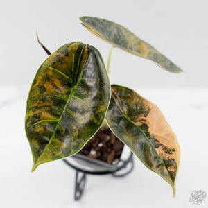 Alocasia 'Azlanii' Aurea Variegated (wk42-L364)