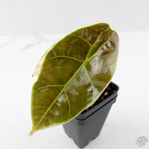 Alocasia 'Azlanii' Aurea Variegated (wk41-L70)