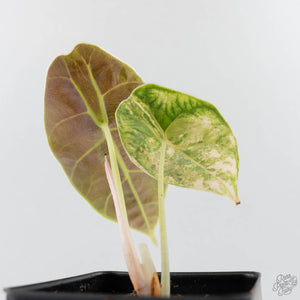 Alocasia 'Azlanii' Aurea Variegated (wk41-L70)