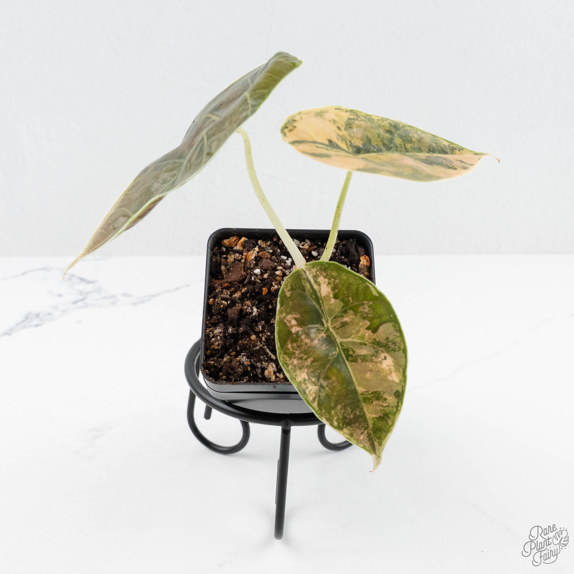 アロカシア・アズラニー アウレア 斑入りAzlanii Aurea var. Alocasia 'Azlanii' Aurea Variegated (wk19-E) – Rare Plant Fairy