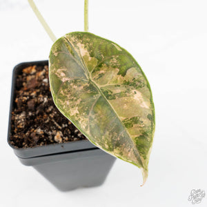 Alocasia 'Azlanii' Aurea Variegated (wk19-E)