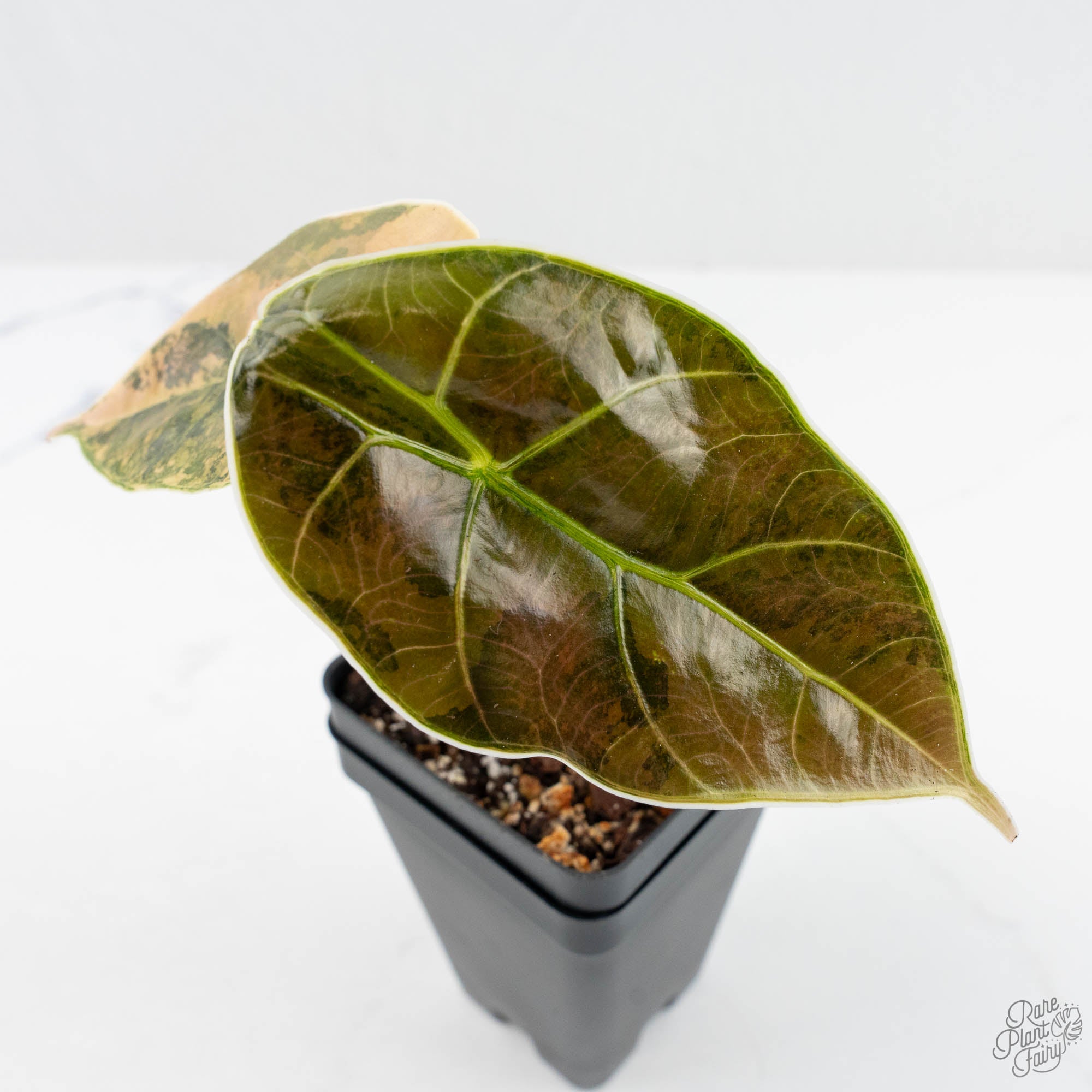 Alocasia 'Azlanii' Aurea Variegated (wk19-E) – Rare Plant Fairy