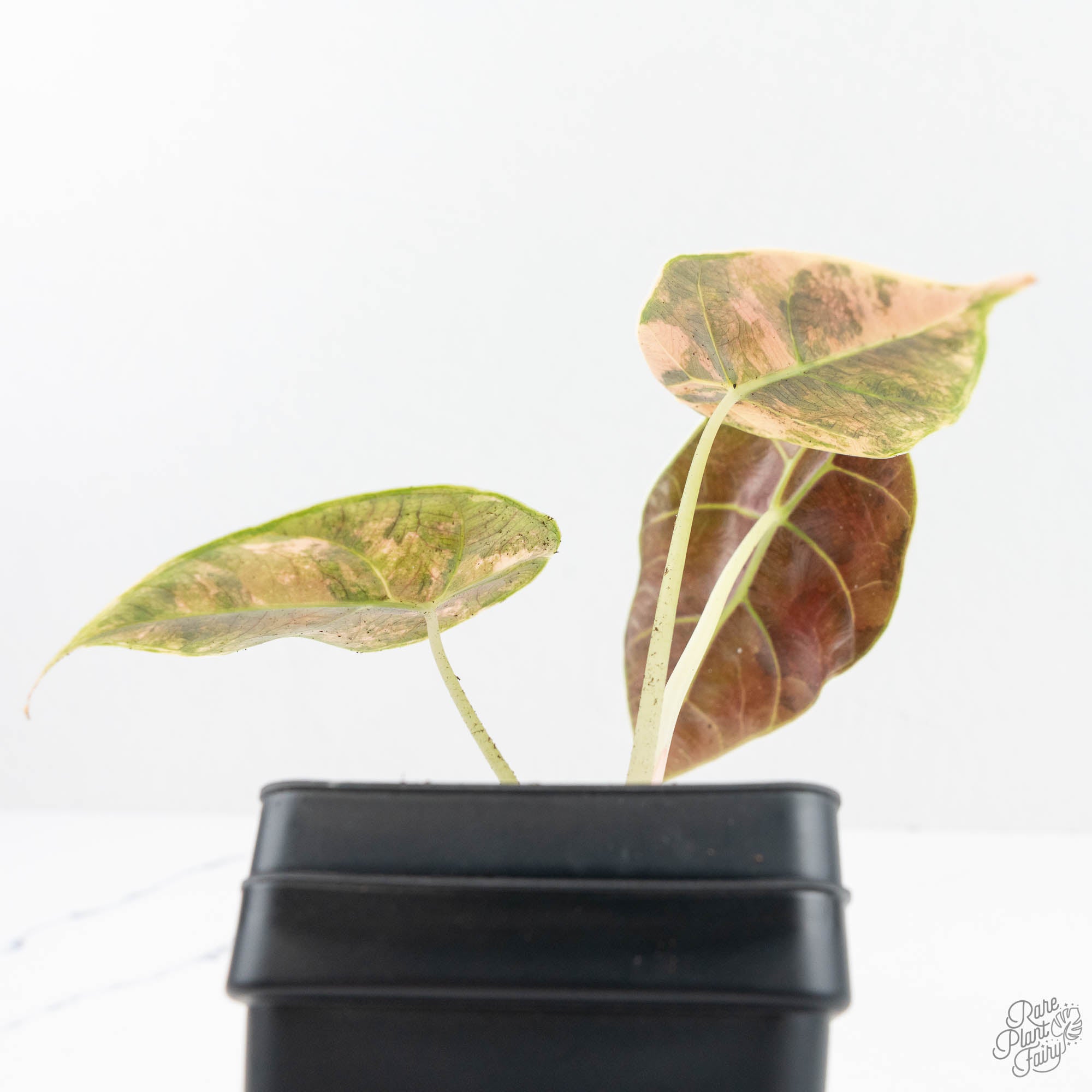 Alocasia 'Azlanii' Aurea Variegated (wk19-E) – Rare Plant Fairy