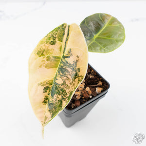 Alocasia 'Azlanii' Aurea Variegated (wk21-E)