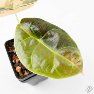 Alocasia 'Azlanii' Aurea Variegated (wk21-E)