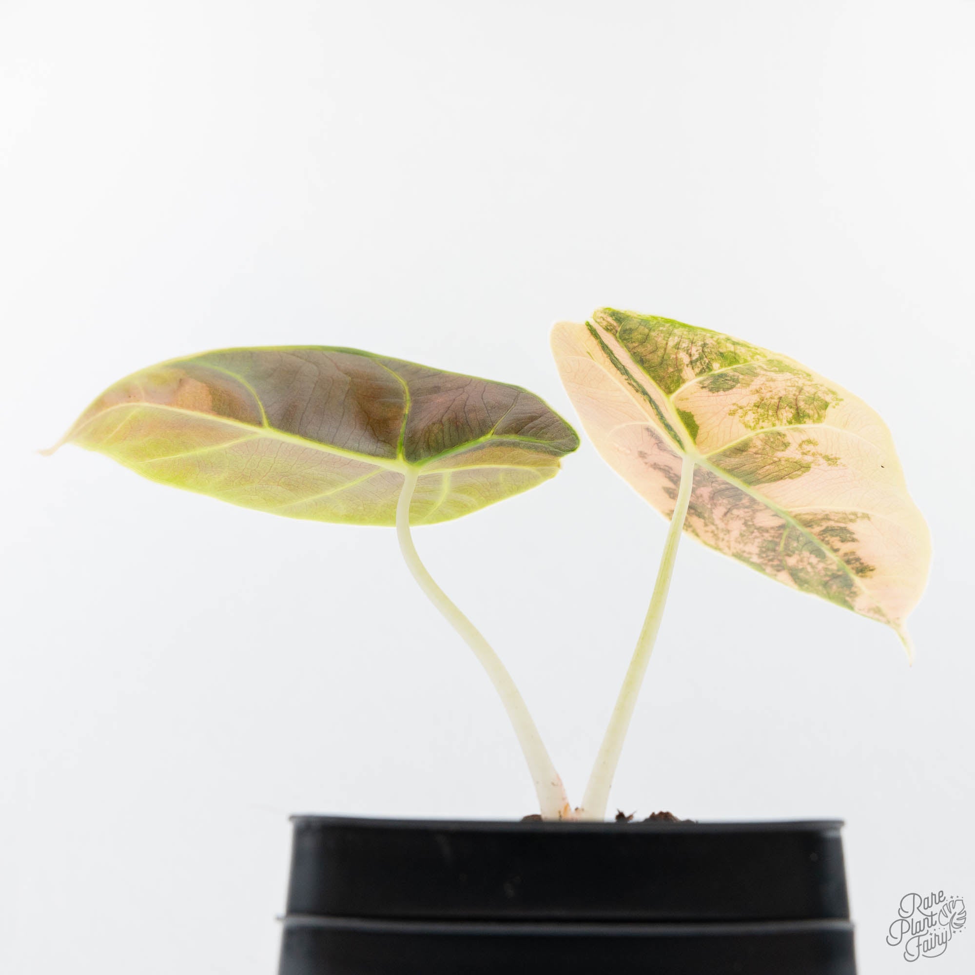 Alocasia 'Azlanii' Aurea Variegated (wk21-E) – Rare Plant Fairy
