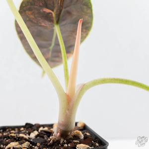 Alocasia 'Azlanii' Aurea Variegated (wk22-D)