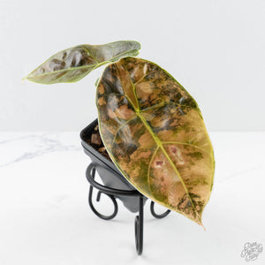 Alocasia 'Azlanii' Aurea Variegated (wk23-H)