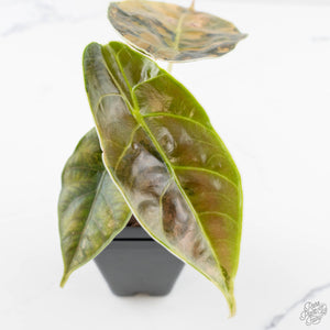 Alocasia 'Azlanii' Aurea Variegated (wk23-H)