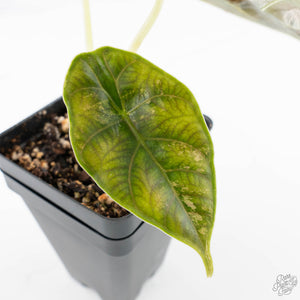 Alocasia 'Azlanii' Aurea Variegated (wk23-H)