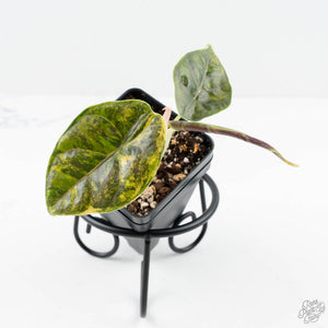 Alocasia 'Azlanii' Aurea Variegated (wk25-E)