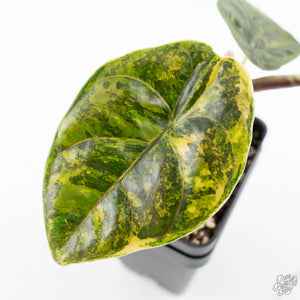 Alocasia 'Azlanii' Aurea Variegated (wk25-E)