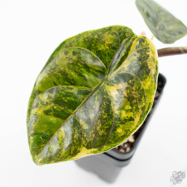 Alocasia 'Azlanii' Aurea Variegated (wk25-E) – Rare Plant Fairy