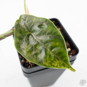 Alocasia 'Azlanii' Aurea Variegated (wk25-E)