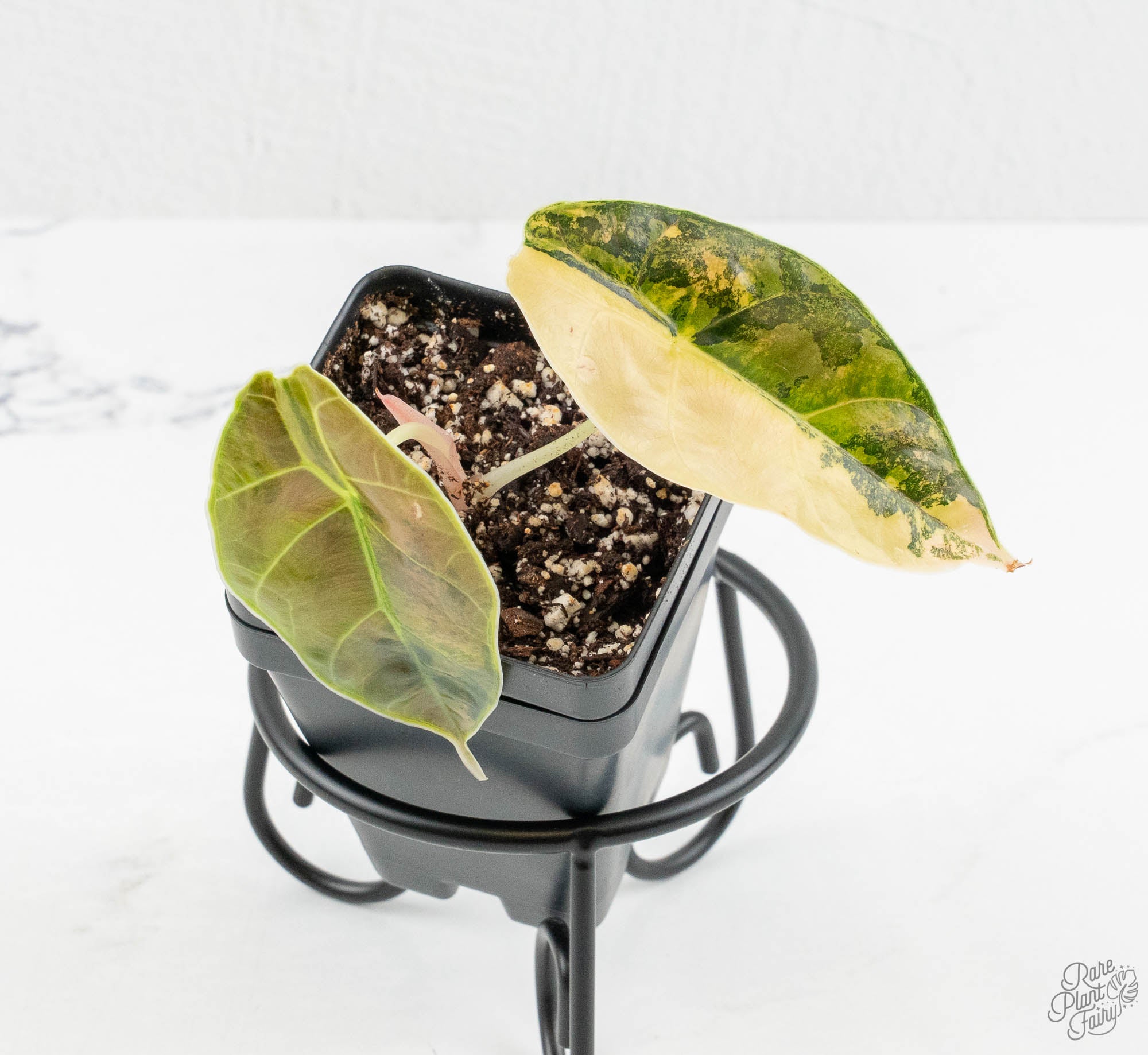 Alocasia 'Azlanii' Aurea Variegated (wk13-K) – Rare Plant Fairy