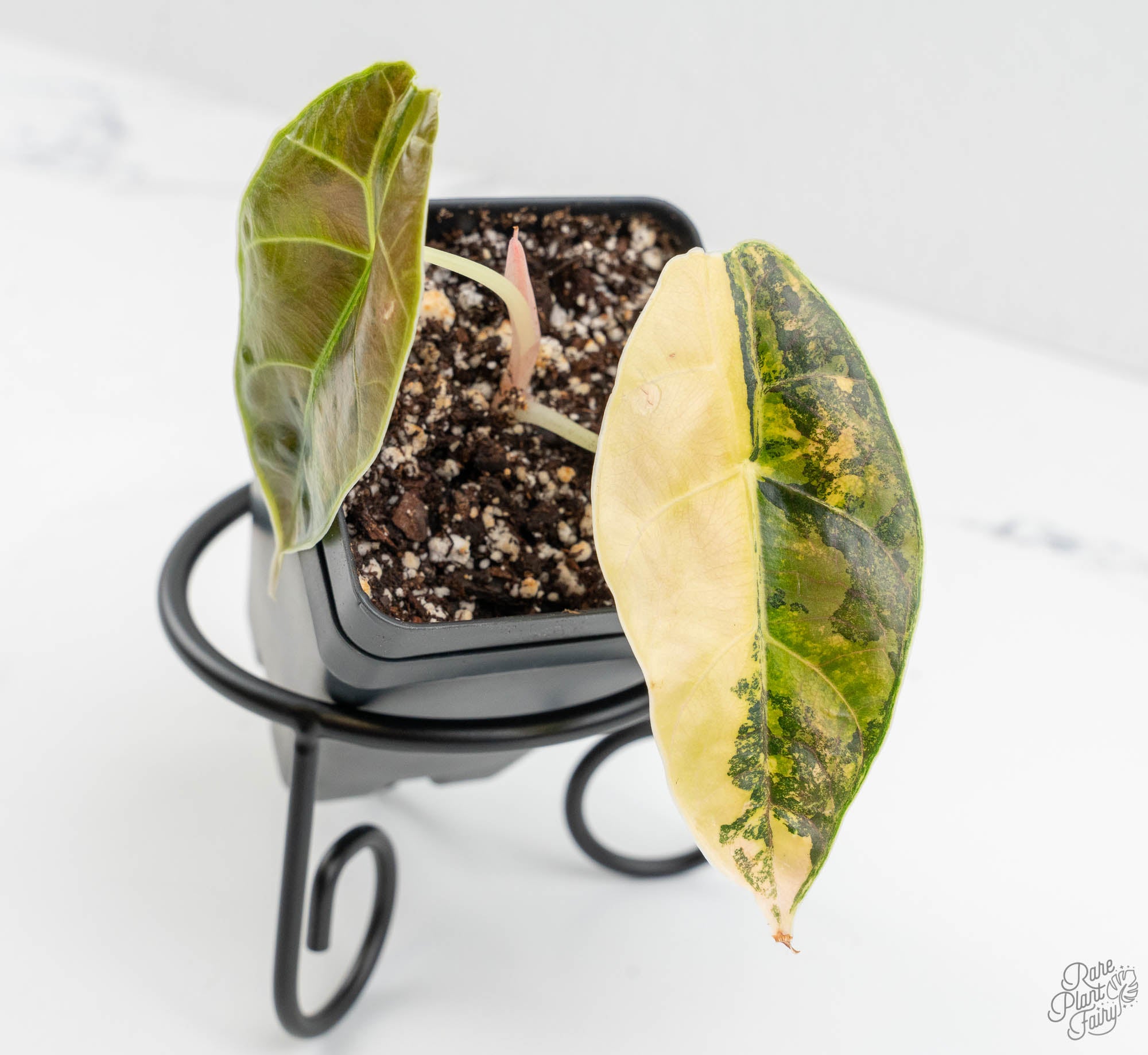 Alocasia 'Azlanii' Aurea Variegated (wk13-K) – Rare Plant Fairy