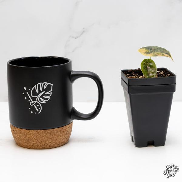 Alocasia Azlanii Aurea Variegated (wk5-P)