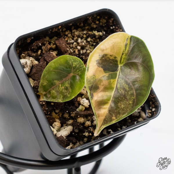 Alocasia Azlanii Aurea Variegated (wk5-P)