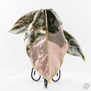 Alocasia 'Azlanii' Pink Variegated - Corming Size (wk28-E)