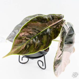 Alocasia 'Azlanii' Pink Variegated - Corming Size (wk28-E)