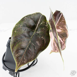 Alocasia 'Azlanii' Pink Variegated - Corming Size (wk28-E)
