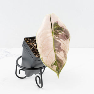 Alocasia 'Azlanii' Pink Variegated (wk30-E)