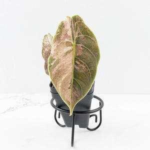Alocasia 'Azlanii' Pink Variegated (wk33-L3)