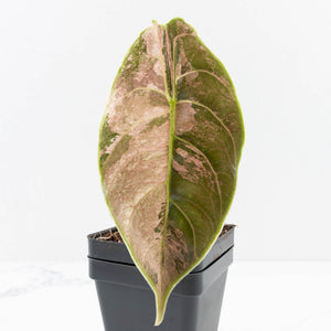 Alocasia 'Azlanii' Pink Variegated (wk33-L3)