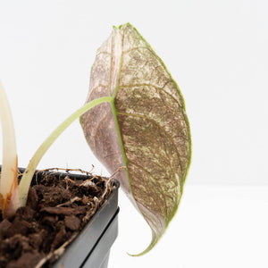 Alocasia 'Azlanii' Pink Variegated (wk33-L3)