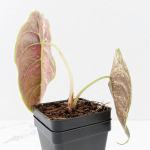 Alocasia 'Azlanii' Pink Variegated (wk33-L3)
