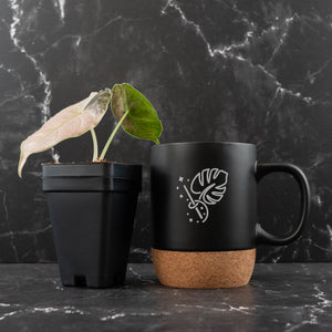 Alocasia 'Azlanii' Pink Variegated (wk42-L365)