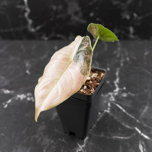 Alocasia 'Azlanii' Pink Variegated (wk42-L365)