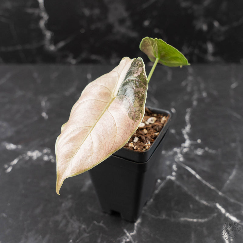 Alocasia 'Azlanii' Pink Variegated (wk42-L365)