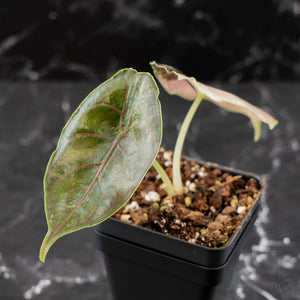 Alocasia 'Azlanii' Pink Variegated (wk42-L365)