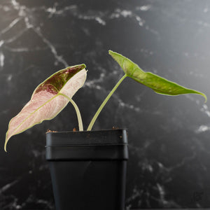 Alocasia 'Azlanii' Pink Variegated (wk42-L365)