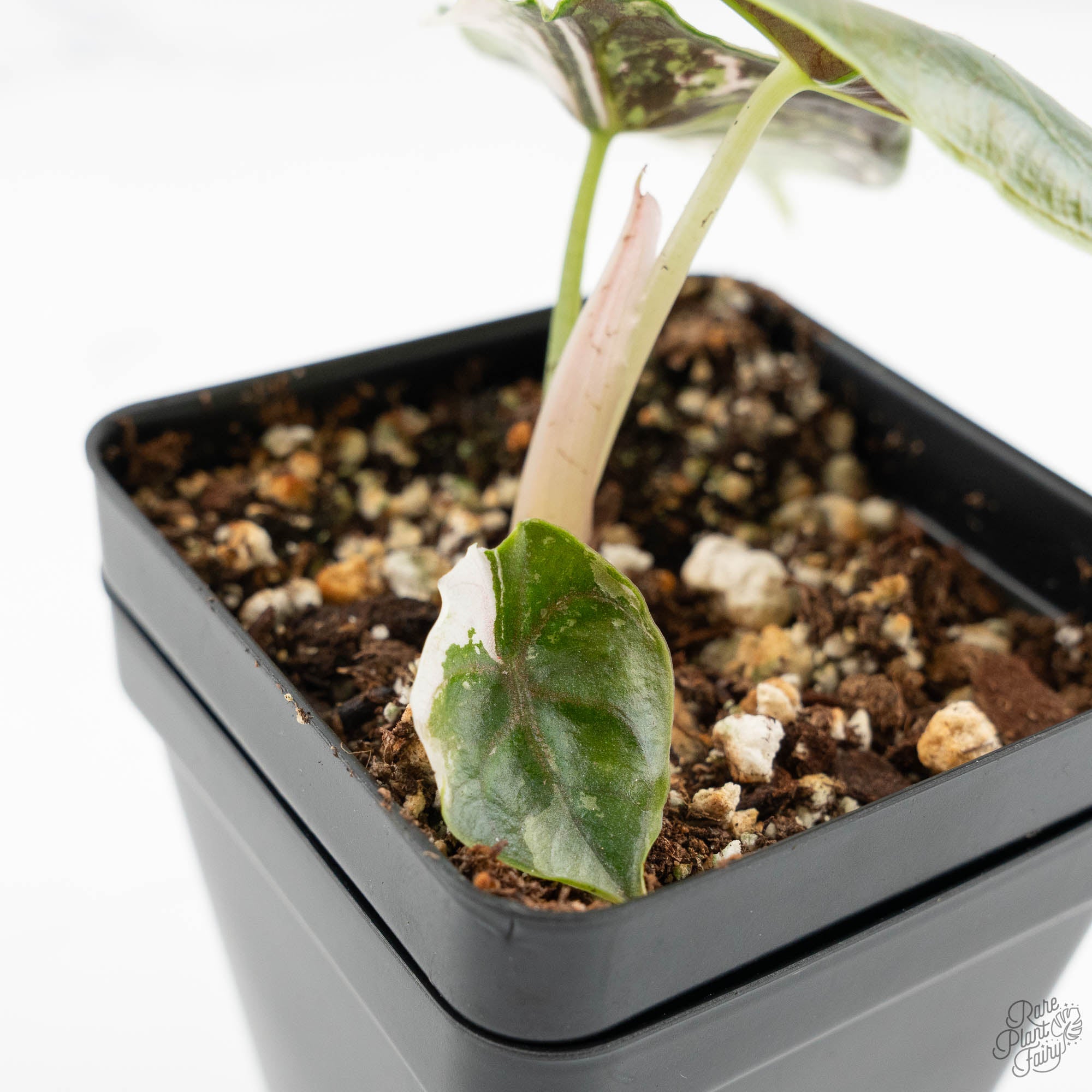 Alocasia 'Azlanii' Pink Variegated (wk16-G) – Rare Plant Fairy