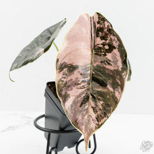 Alocasia 'Azlanii' Pink Variegated (wk17-E)