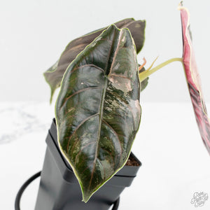 Alocasia 'Azlanii' Pink Variegated (wk17-E)
