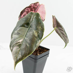 Alocasia 'Azlanii' Pink Variegated (wk17-E)