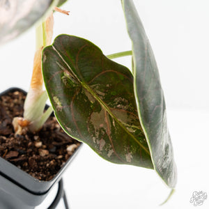 Alocasia 'Azlanii' Pink Variegated (wk17-E)