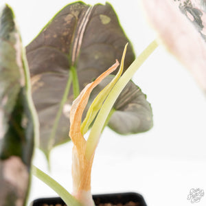 Alocasia 'Azlanii' Pink Variegated (wk17-E)