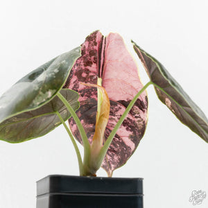 Alocasia 'Azlanii' Pink Variegated (wk17-E)
